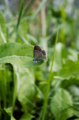 butterfly on a leaf