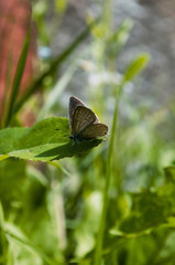 Fototapeta premium butterfly on a leaf