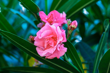 Landscape of flowers, parks and natural environment