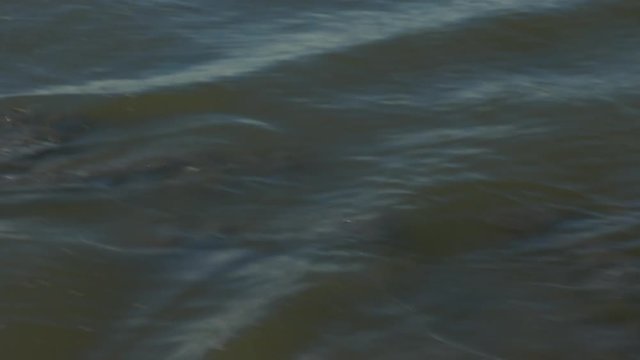 Handheld, medium close up shot from inside a boat as it follows a saltwater crocodile, the croc frantically evades the boat.