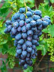 New harvest of blue, purple or red wine or table grape, bunch of ripe grapes on green grape plant background