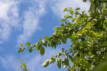 Apples ripen on the tree. Apple orchard.