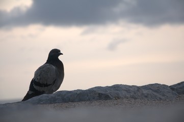 Fototapeta premium feral pigeon on wall