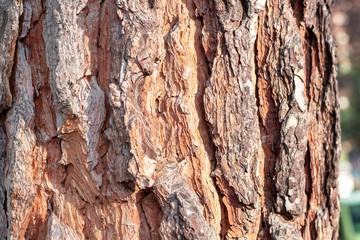 tree bark for backgrounds in high resolution