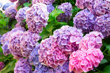 Landscape of flowers, parks and natural environment