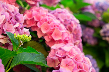 Landscape of flowers, parks and natural environment