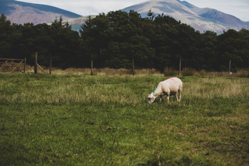 Grazing sheep in the mountains