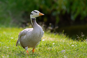 Naklejka na ściany i meble Bar-headed goose, Anser indicus, single bird on the grass