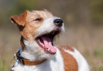 Funny happy jack russel pet dog laughing