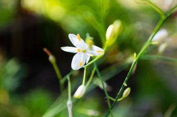 Obraz premium white flower in the garden