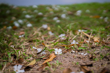 Tropical flowers frangipani (plumeria) on the grass with fallen leaves.