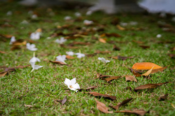 Tropical flowers frangipani (plumeria) on the grass with fallen leaves.