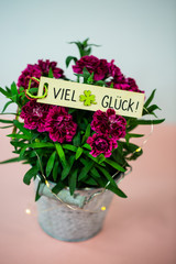 Kleine Nelke mit viel Glück