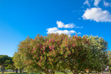 Fototapeta premium beautiful park with blooming trees