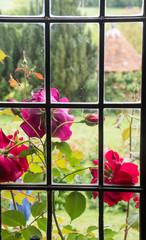 Looking through Tudor Window at red roses....