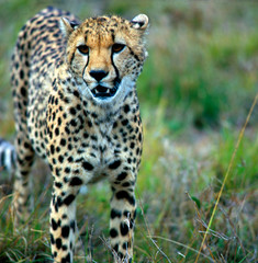Gepard