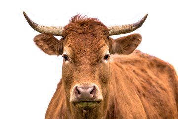 Cute cow portrait