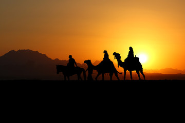 Fototapeta na wymiar Kamelausflug bei Sonnenuntergang