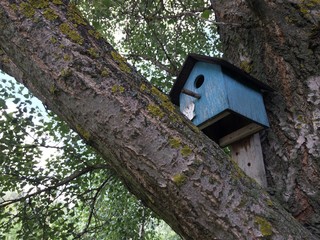 Old ruined blue wooden bird feeder on a tree