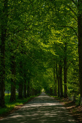 The alley