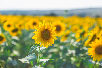 Fototapeta premium Beautiful sunflower field in the afternoon.