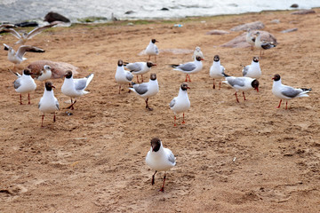 Gulls beg for food on the sandy shore of the Gulf of Finland