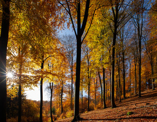 tiefstehende Sonne lässt Herbstwald in bunten Farben leuchten