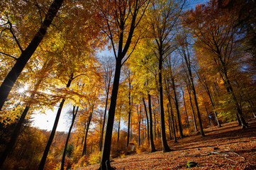 tiefstehende Sonne lässt Herbstwald in bunten Farben leuchten