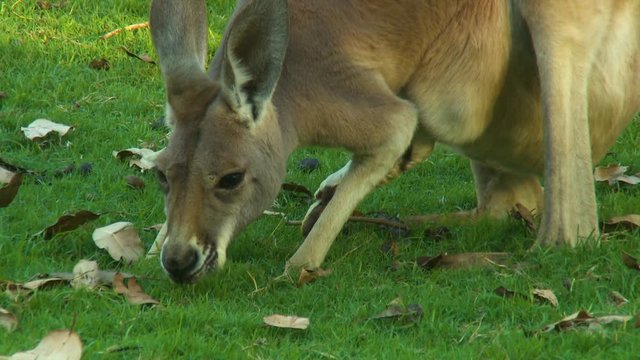 Handheld, close up shot of a kangaroo chomping and sniffing grass.