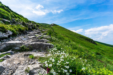 Mountain trail among flowers in the Western Tatras. Poland.