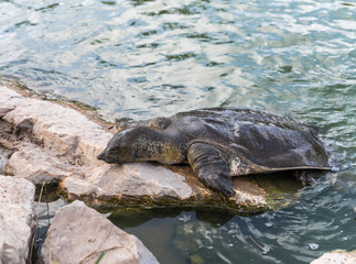 Nile soft-skinned turtle - Trionyx triunguis - climbs onto the stone beach in search of food in the Alexander River near Kfar Vitkin settlement in Israel