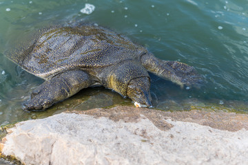 Nile  soft-skinned turtle - Trionyx triunguis - climbs onto the stone beach and eats in the Alexander River near Kfar Vitkin settlement in Israel