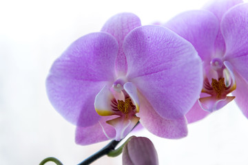 Fototapeta na wymiar Purple orchid is isolated on white background