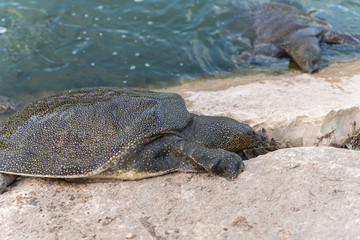 Nile  soft-skinned turtle - Trionyx triunguis - climbs onto the stone beach in search of food in the Alexander River near Kfar Vitkin settlement in Israel