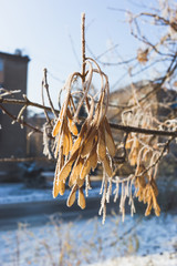 Seeds of maple covered with hoarfrost