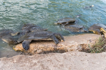 Nile  soft-skinned turtle - Trionyx triunguis - climbs onto the stone beach in search of food in the Alexander River near Kfar Vitkin settlement in Israel