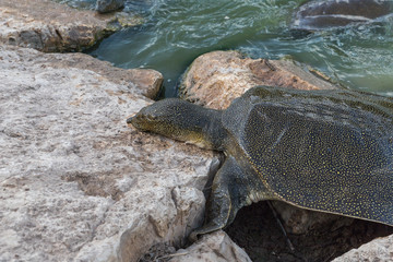 Nile  soft-skinned turtle - Trionyx triunguis - climbs onto the stone beach in search of food in the Alexander River near Kfar Vitkin settlement in Israel