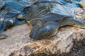Nile  soft-skinned turtle - Trionyx triunguis - climbs onto the stone beach in search of food in...