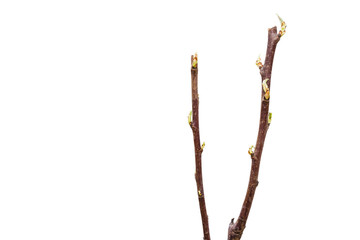 Young pear tree isolated on white background