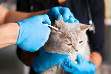 Close-up, pet cat at vet, inflammation of ears. Care and care for animals.