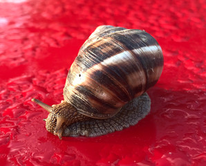 snail