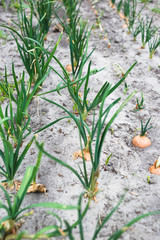 Young green onions in sandy soil.