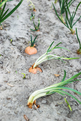 Young green onions in sandy soil.