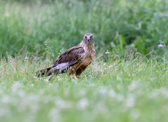 The male The western marsh harrier (Circus aeruginosus) sits on the ground among thick grass. Close-up and detailed photos