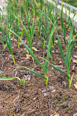 Young garlic in the garden mulching needles with cones