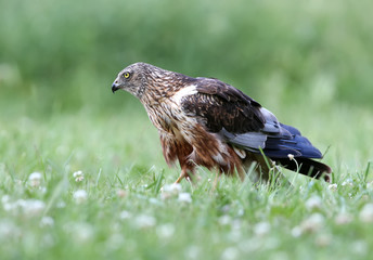 The male The western marsh harrier (Circus aeruginosus) sits on the ground among thick grass. Close-up and detailed photos