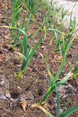 Young garlic in the garden mulching needles with cones