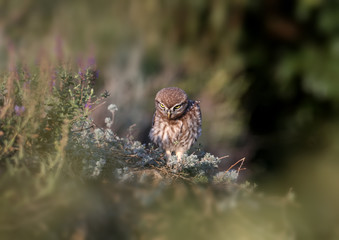 The little owl chicks are photographed in different funny situations after leaving the nest. They study the world around them with curiosity.