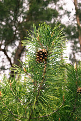 Pine cone on a branch
