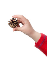 Pine cone in the hand of a child on a white background